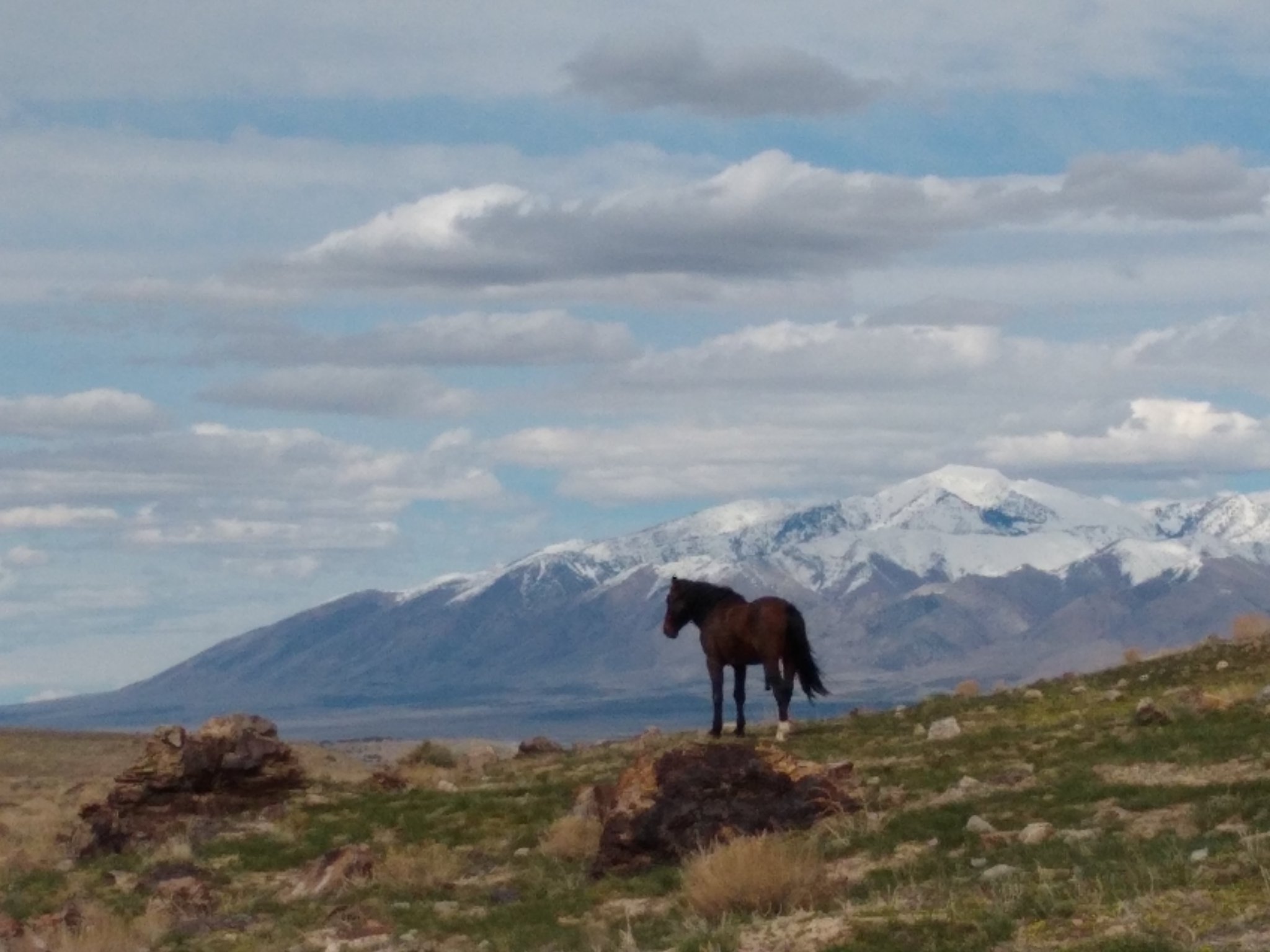 For more than 100 years, the wild horses of the Onaqui have called these rangelands their home. Join us to protect this iconic herd now.