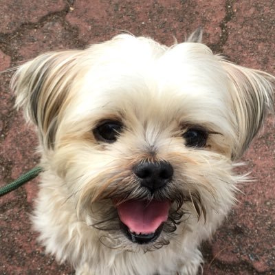 武田びっぐ ゆうべはホテルのバーで犬用カクテル お酒は入ってないよ を飲んだんだ 量が多くて残しちゃったけどね