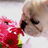 kokaityuo's profile image