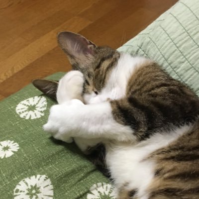 飼い猫の日常を上げていきます名前はレオンです