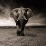 Morgamo's profile picture. Elephant Lady here. Nice to see ya’ll again. Recently got of 6 month of Spaces Jail.