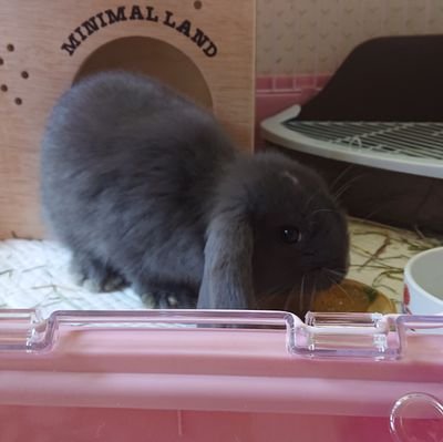 うさぎちゃん垢です❤️ 🐰2019.4月に産まれたミニロップイヤーのグレーです。名前:みみ😉✨
うさぎ飼ってる方、うさぎ好きな方と仲良くなれたら嬉しいです😉✨