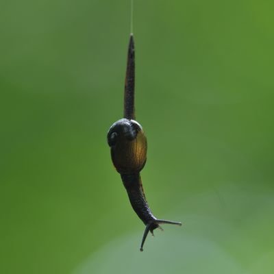 生き物モチーフのモノを作る人。生態と形態の交点に少しの機能を添えて。野生動物調査の仕事もちょこちょこ続けてます。生態の奥深さ、形態の機能美、好き。