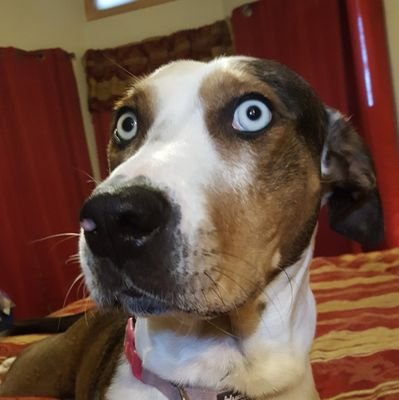 Official account of Me....Husband, Father and member of an extraordinarily incredible family.....including Vinci, prettiest Blue Eyed Catahoula ever.🤘