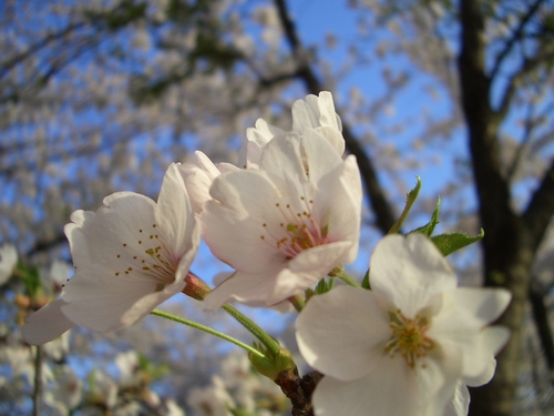 こんにちは、名もない里山の一本の桜染井吉野です。仙台在住です。