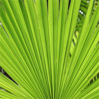 luppilujah's profile picture. Love to use twitter as last chance to verify information in short term.