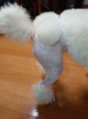 ・スタンダードプードル🐩♀(5歳)
・トイプードル🐩♀(9歳)
・チョウゲンボウ🦅♀(おそらく)不明
・スタンダードプードル🐩♀(2歳)
と暮らしてまーす🤭

無言フォロー失礼します。時々スロット画像のせてます。ゲーム大好き😄漫画、アニメ大好き😄