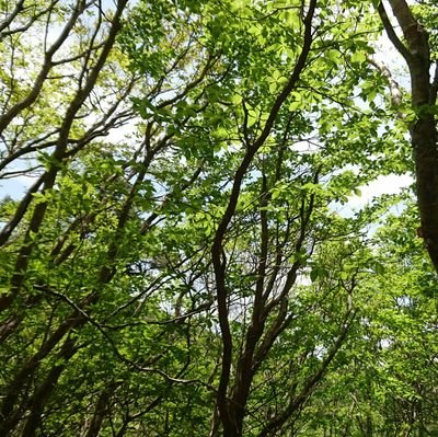 lMossxEIuuVSSWw's profile picture. 