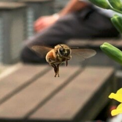 Urban Beekeeping Initiative in Chicago's Hyde Park powered by the University of Chicago.