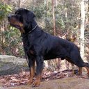 Shayne Mitchell - @RottieMan13 - Twitter