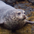 PinnipedThe's profile image