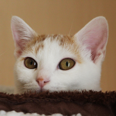 癒し かわいい動物まとめ Iyashi Iyashimv Twitter 癒し かわいい動物まとめ Iyashi Iyashimv Twitter