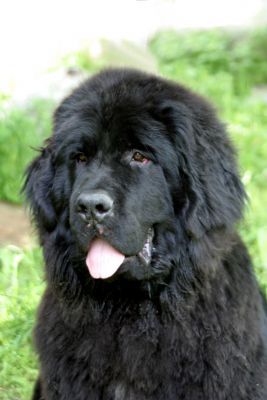 Hi! I'm a Newfie who blogs and tweets about all things related to keeping your dog healthy and happy.