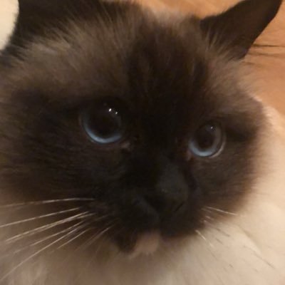 maxadler_'s profile picture. purchase your Obera Earphones link in bio