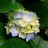 wildfarmfolk's profile image