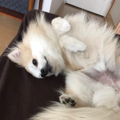 2018.7.20生まれの愛犬ムム（4歳♂）の日常親バカツイート。 キツネ顔🦊の大きめポメラニアン。わんぱくで好奇心旺盛なビビリ君。お散歩大好き。家族には超甘えん坊。毎日癒されて笑顔もらってます(✿˘艸˘✿)