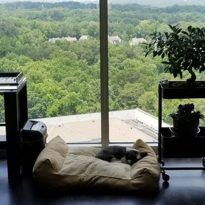 SitrucEgavas's profile picture. 