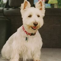 Steve Tipton (@youdog) 's Twitter Profile