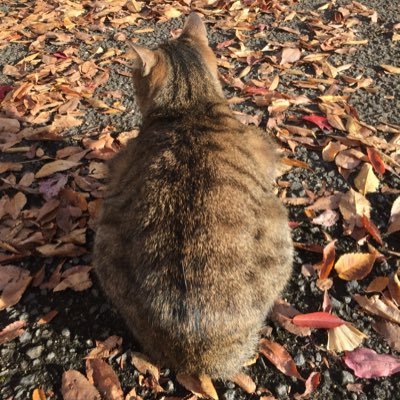 ATakumike's profile picture. HKR50th → 京大工化→京大院→メーカー→コンサル