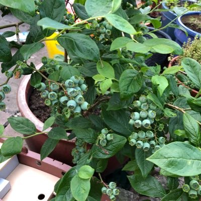 stefknight79's profile picture. InfoSec. Tomatoes. Cricket. Sub-7 for first time in a decade.