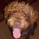 Sue Weaver - @suweave - Twitter