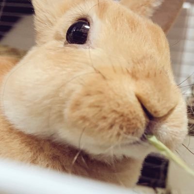 🐰みんつさんのプロフィール画像