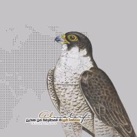 قبيلة المطارفة (@al_mtarfh) Twitter profile photo