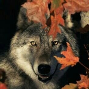 KC_realtime's profile picture. Nature, Wildlife, Music/ Music Tech, Motor/Motorcycle Sport, Science, Technology.