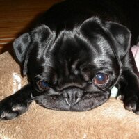 加藤　剛 (@potemaru030309) 's Twitter Profile