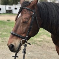 A Fool on a Horse (@arthriticeq) 's Twitter Profile