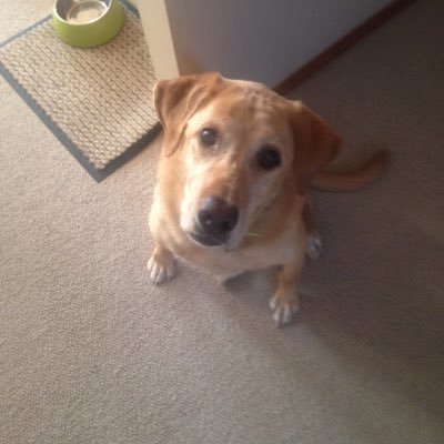 lekivetz2's profile picture. 