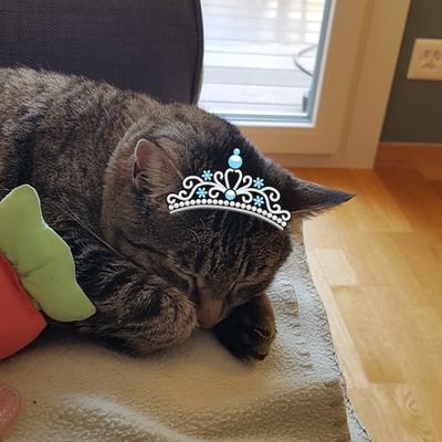 Gros bonbon tendre originaire de la Suisse, ma maman dit que je suis la plus belle 😸 c'est elle ▶️ @Madame_oxazepam
Dehors les fachos
#teamtigré