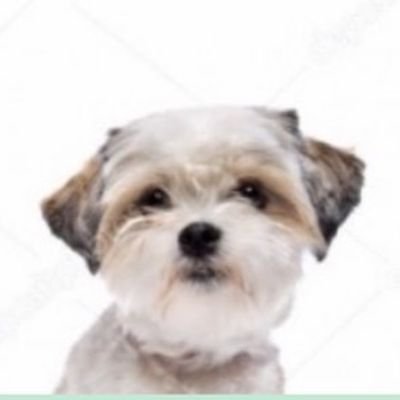 New dog grooming salon and doggy day care facility coming soon Shrewsbury!... opens November 1st 2019 🐩🐶🐕