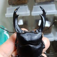 シェンクリン軍曹 (@sfumnxpn63susim) 's Twitter Profile Photo