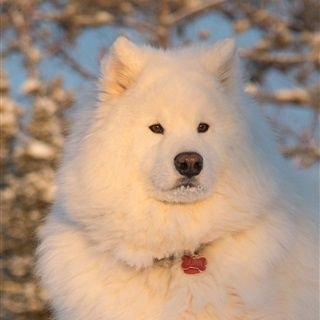 白いふわふわ犬 Ua0908 Twitter