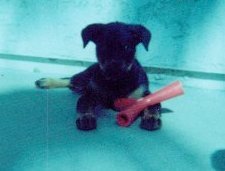 suzyms's profile picture. Avid golfer, yogi, marketer and techie. Lover of Notre Dame football, U of A basketball and my two rescue dogs.