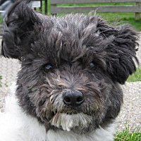Hi. I'm Joey; born in 2005. A Löwchen. Here I twitter my live :-)