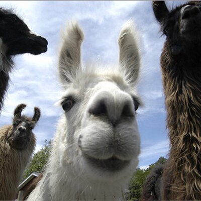Profile Picture of Mikel Ervin (@Mikeyllama) on Twitter