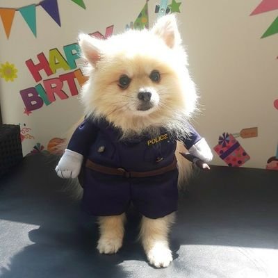 naru0034wada's profile picture. 伊勢崎中心、たまに日中前橋で
ポケモンGO ガチってます(^_^;)
もし、見かけたら
気軽に話しかけて下さい🎵
ポメラニアン＼(^^)／