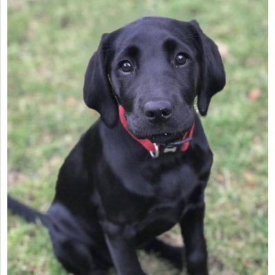 blackannahouse's profile picture. vb