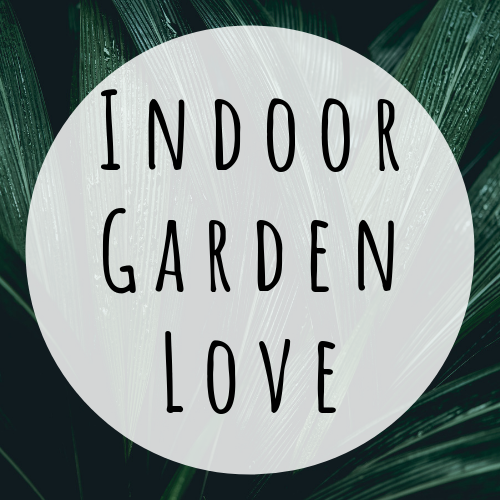 Tips, projects and inspiration for your indoor garden.  Crafts & plants are the best therapy!  Just sharing the planty love!