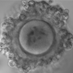 Reproductive Success Team (@repro_success) Twitter profile photo Reproductive Success Team (@repro_success) Twitter profile photo