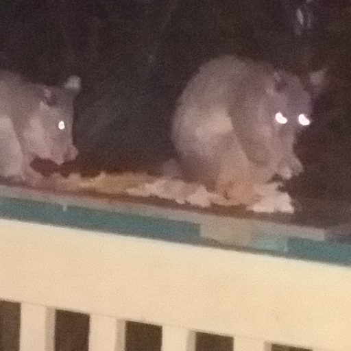 jenrappa's profile picture. 