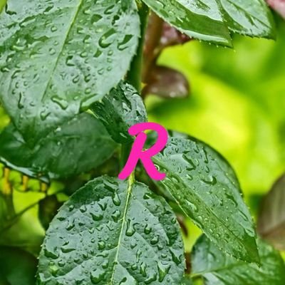 RaselSaikh6's profile picture. Team