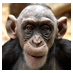 Encuentra videos, imagenes, e información sobre chimpances en nuestro blog. Visitanos hoy!