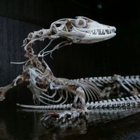 goannatail (@goannatail) 's Twitter Profile Photo