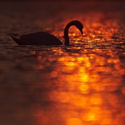 chetuto's profile picture. 🇰🇪