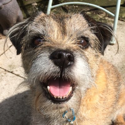 Ceilpe left us 16/05/2023.  Teko, and Mara have taken up the mantle of providers of chaos. #BTPosse  🎾 🦴 🧀 🥩