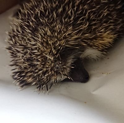 Since6月4日
ハリネズミのココア(2019/4/1/♂)
色々とわからないことが多いので良ければ教えてやってください！！