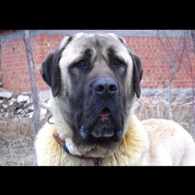 onlyselfmuslim's profile picture. Şizofrenik harikalar diyarı..